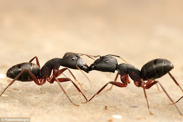When ants regurgitate food into each other's mouths, they are not just exchanging nutrients.