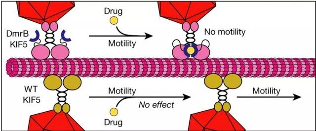 kinesins