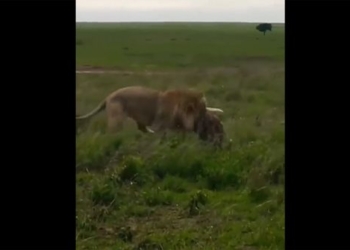 king lion just received a blow to the head in a single note 116644