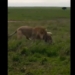 king lion just received a blow to the head in a single note 116644