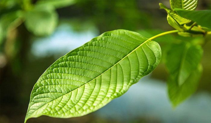 Kratom leaves on a farm in Thailand