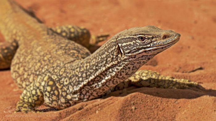 Gould's Monitor