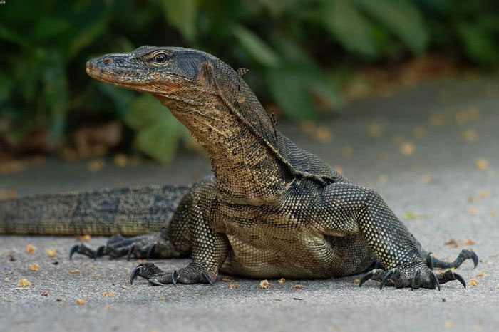 Water Monitor
