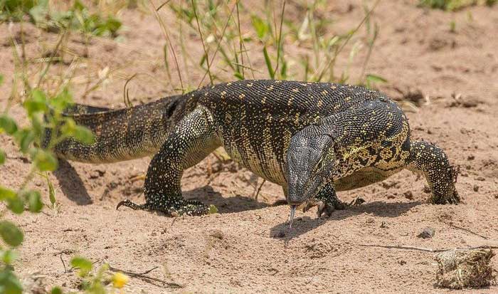 Nile Monitor