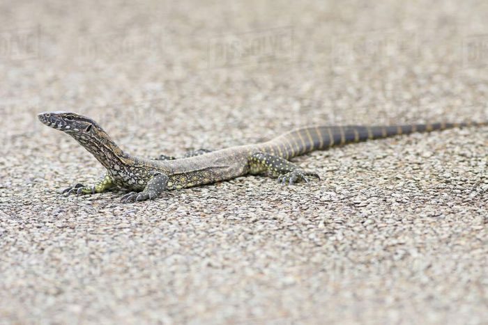 Rosenberg's Monitor