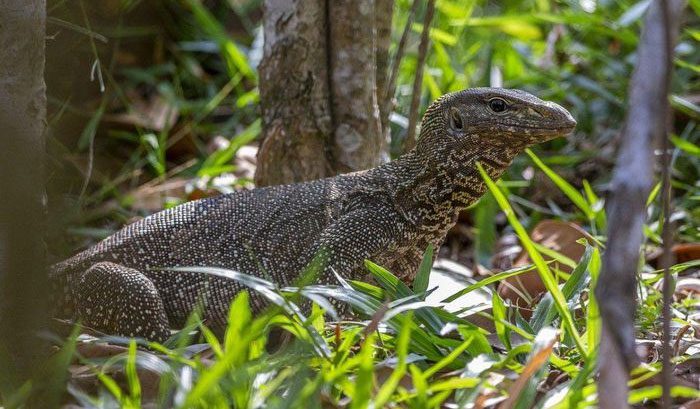 Bengal Monitor