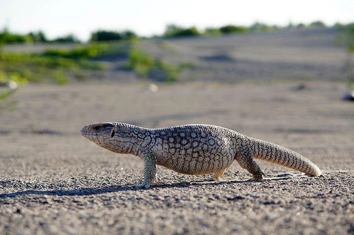 Savannah Monitor