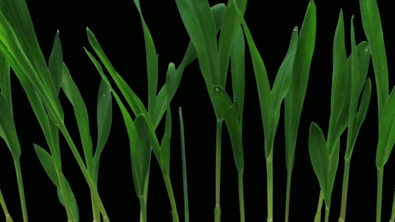 Grass can regrow multiple times even after being cut or heavily grazed by herbivores.