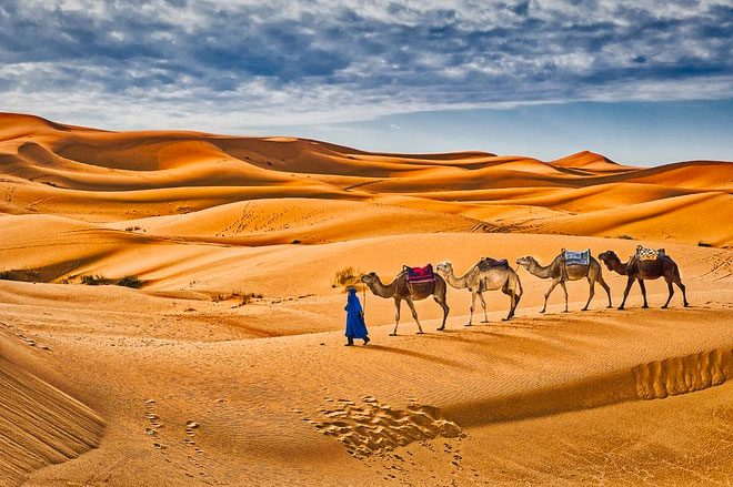 Camels once replaced the wheel as a mode of transportation in the Middle East.
