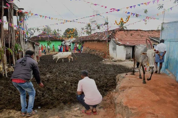 Cow dung collected in an open area before the Gorehabba festival