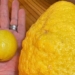 lime 2 6kg and the true origin behind 115711