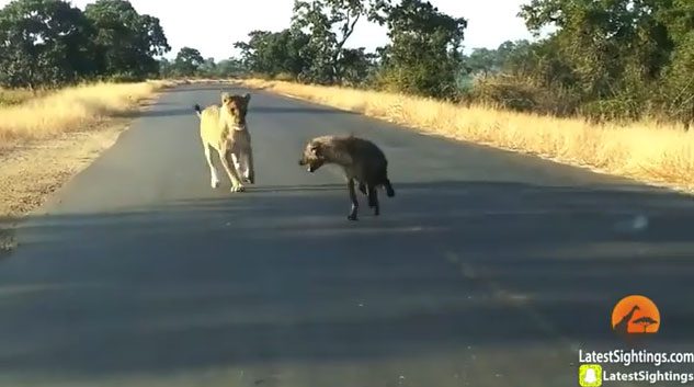 Hyena has its leg bitten off by the lioness for daring to attack the lion cub.