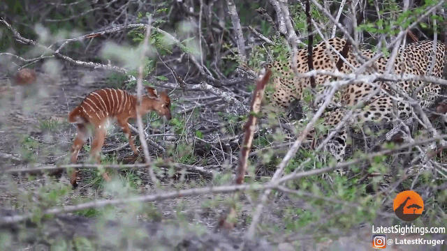 The strange confrontation between the leopard and the antelope