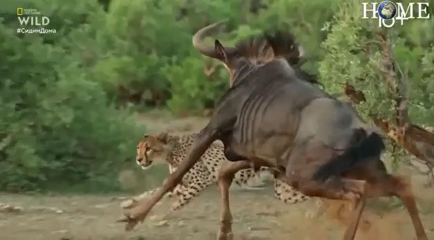 The solitary wildebeest was chased by a pack of cheetahs.