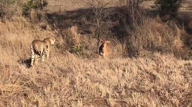 The antelope suddenly slows down and turns to stare at the predator.