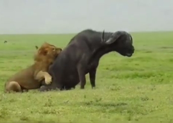 lion duc ra tay kills 800kg wild buffalo helping friend 117169