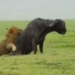 lion duc ra tay kills 800kg wild buffalo helping friend 117169