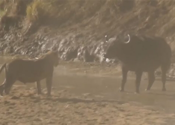 lion surprises golden before the very skinny sheep of the wild buffalo 116436