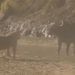 lion surprises golden before the very skinny sheep of the wild buffalo 116436