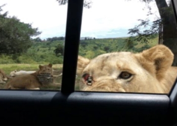 lion use car door makes passengers scream 117018