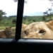 lion use car door makes passengers scream 117018