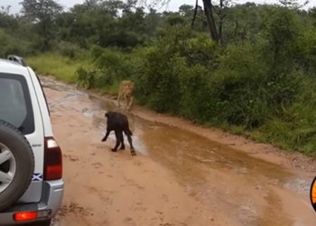 listen to nature while recharging for the lion and the surprising ending 116736