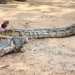 listen to the sound of golden milk dogs farmers discover a giant eel nearly 2 5 meters long swallowing a cat 117714