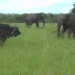 liver slap on the forest buffalo with a bullhorn 117036