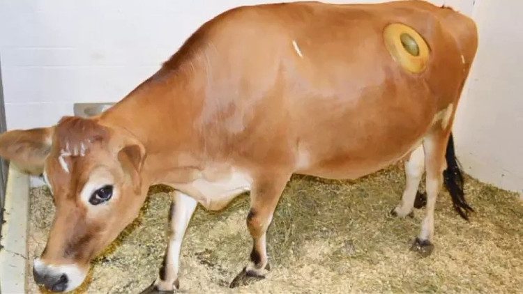 A large cavity is created in each cow's abdomen, into which a tube is inserted.