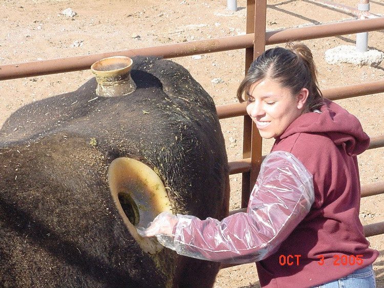 This tube allows them to directly reach into the cow's stomach to manage the feed.