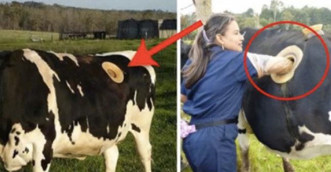 The cows had a large hole on their sides, which looked quite frightening.