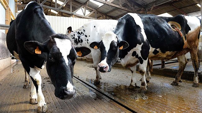 The truth about the large holes drilled into dairy cows' stomachs is causing outrage
