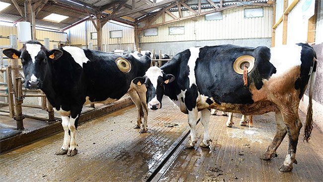 The truth about the large holes drilled into dairy cows' stomachs is causing outrage