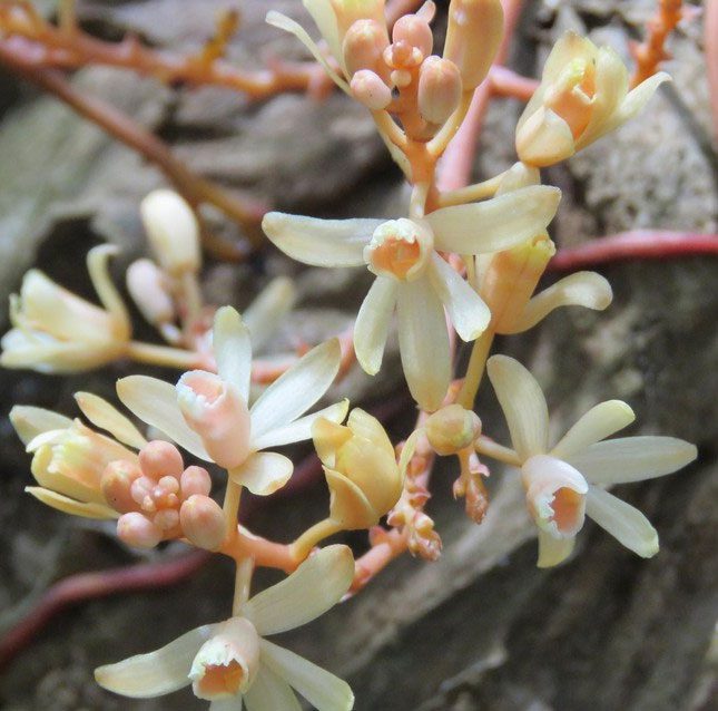 New leafless orchid species