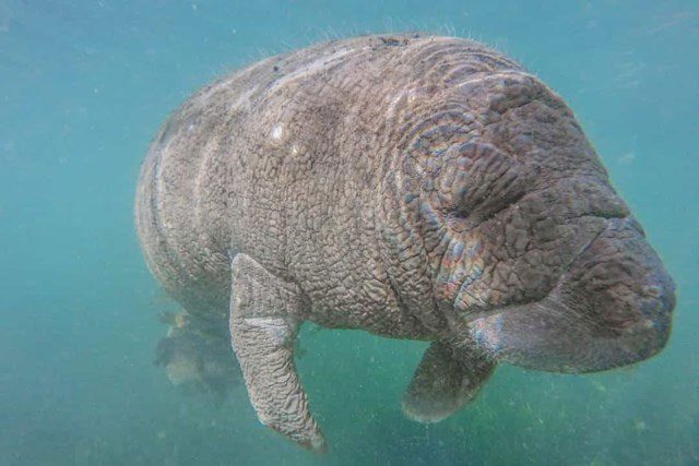 Manatee