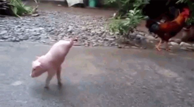 Many viewers expressed admiration for the extraordinary determination of this pig.