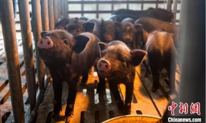 The first nine purebred native Tibetan piglets.