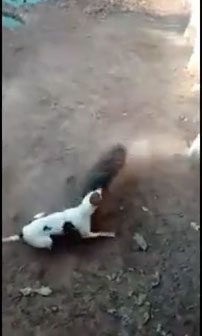 Attacked fiercely, the wild boar runs for its life.