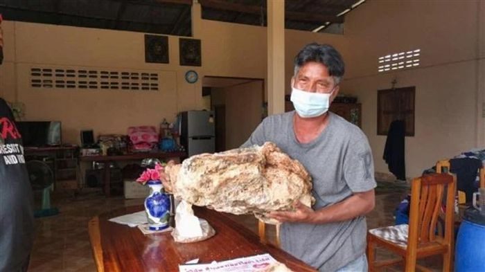 The ambergris piece that Mr. Narong Phetcharaj found.