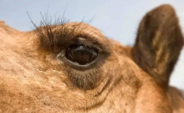 The long and thick eyelashes of camels.