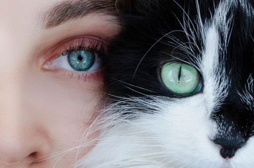 Eyelashes also serve a role similar to whiskers.