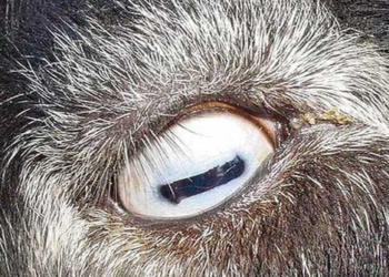 look at this photo you will see what an animal this is the answer may surprise you 116032