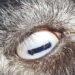 look at this photo you will see what an animal this is the answer may surprise you 116032