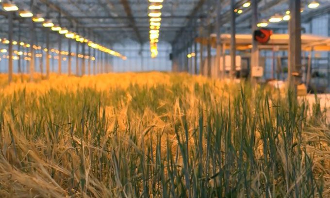 Barley grown in the ORF Genetics greenhouse.