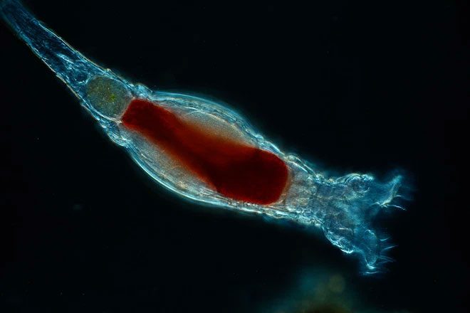 Modern rotifers