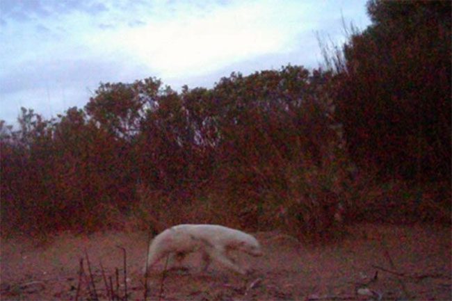 Incredibly rare image of this mysterious creature