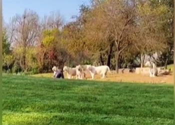 man jumps into cage to entertain 11 white tigers and the conclusion 117047