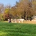 man jumps into cage to entertain 11 white tigers and the conclusion 117047
