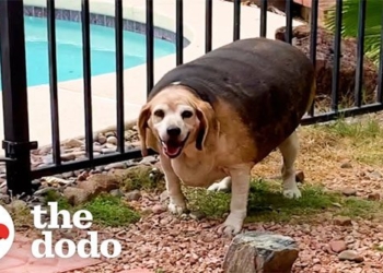 man loses shocking weight after losing over 25kg 117196
