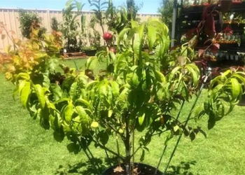man sets guinness record for creating tree with 10 types of fruit 117327